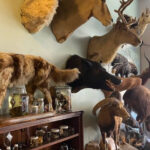 This Tiny Tampa Shop Is Packed With Creepy Curiosities and Unexpected Treasures