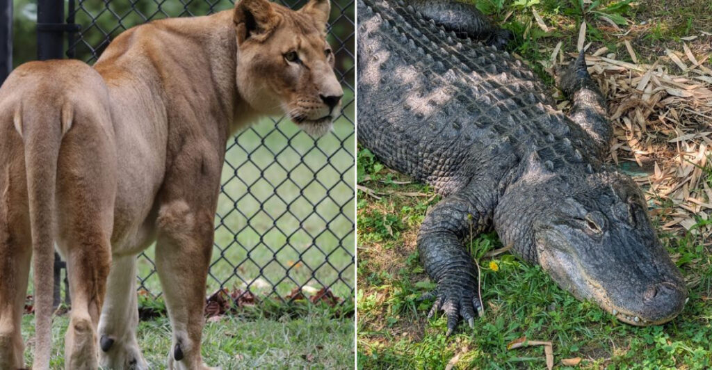 This Top-Ranked Free Zoo in New Jersey Feels Like a Full-Day Vacation