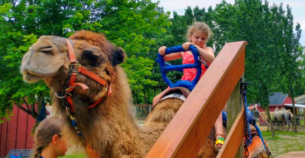 This Wild Michigan Farm Lets You Feed Kangaroos and Ride Camels – No Passport Required