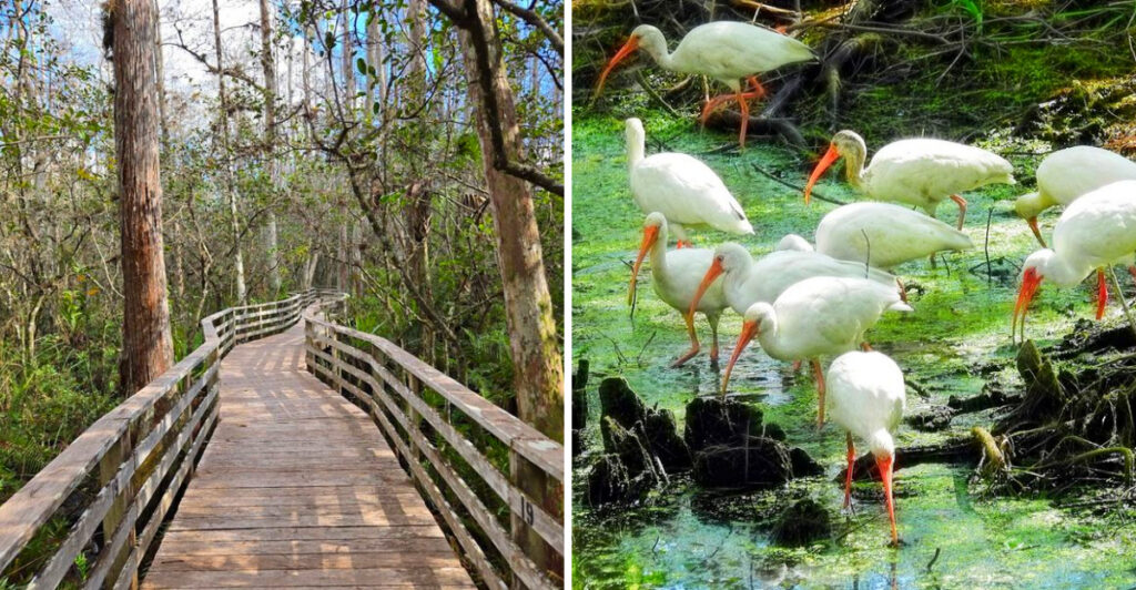 This easy 2.25-mile hike is one of Florida’s most rewarding walks