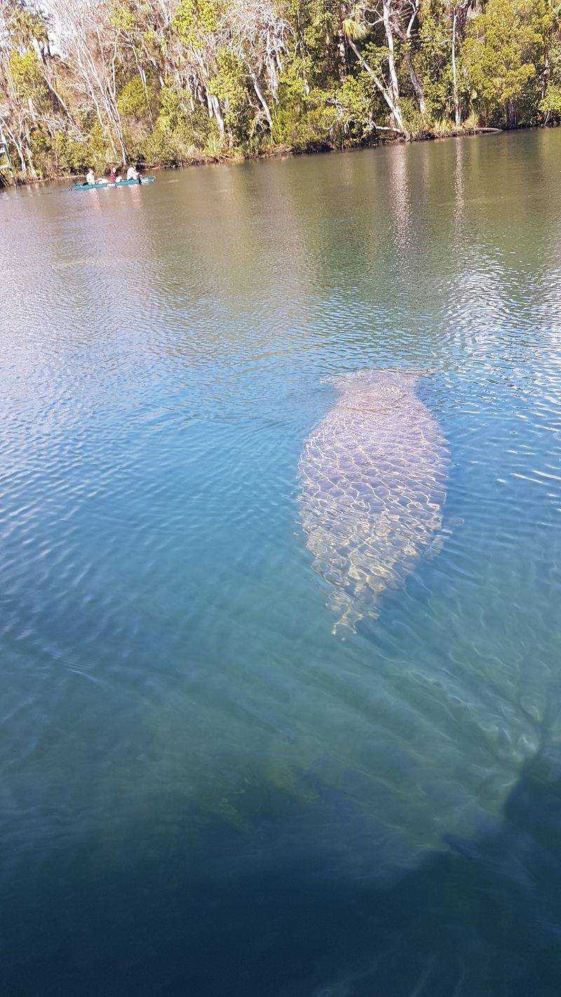Kings Bay Manatee Encounter
