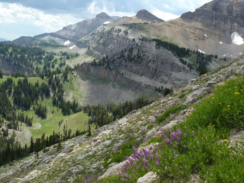 Wildlife Encounters Happen Daily