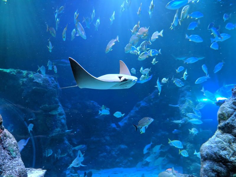 The Atmosphere and Ambiance: Why This Place Feels Different From Other Aquariums