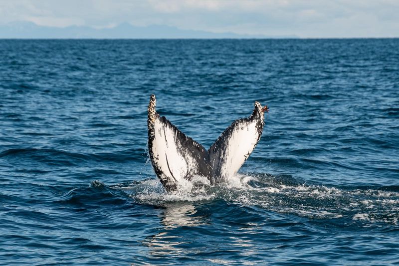 Whale Watching Tours