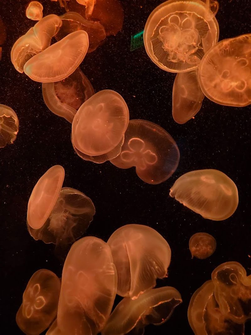 Moon Jellyfish Display: The Exhibit That Stops People in Their Tracks