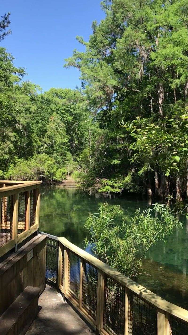 Picnic Spots Under Live Oaks