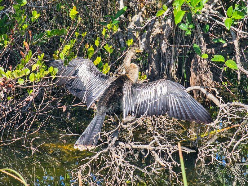 Anhinga Bend