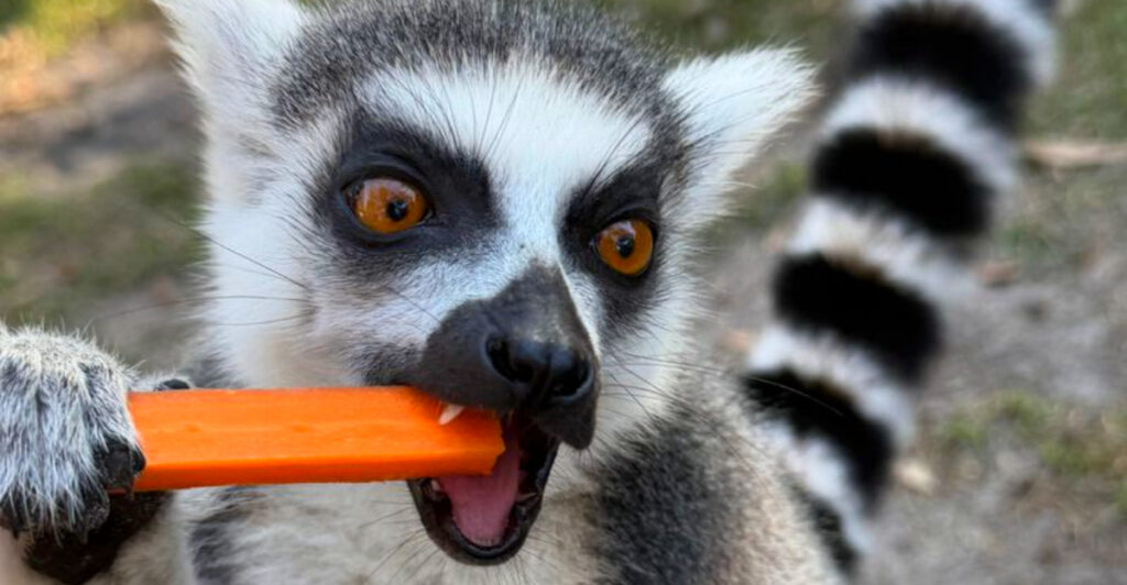 Tucked Away in Florida Is an Animal Sanctuary with an Unforgettable Lemur Experience