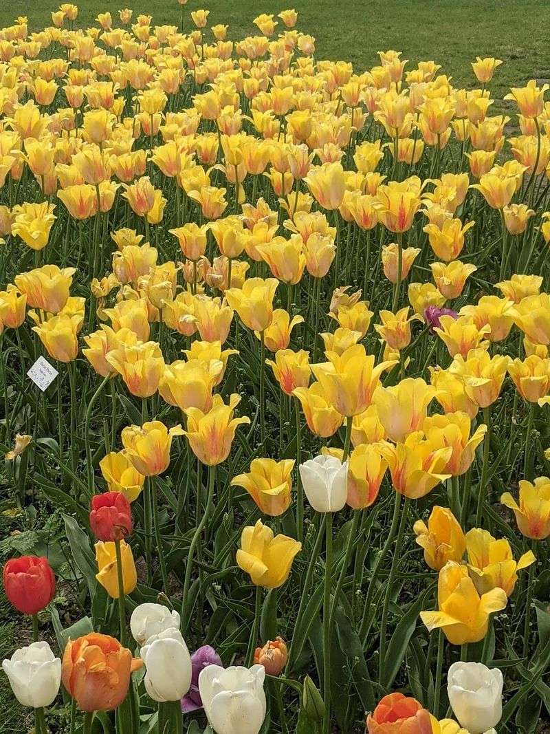 Veldheer Tulip Gardens