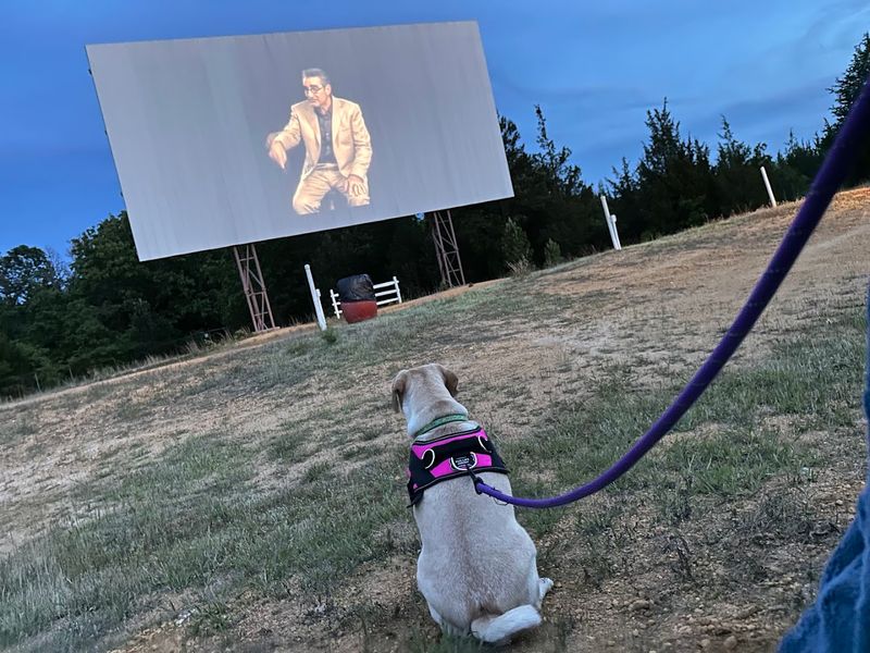 Pets, Families, and Community Vibes