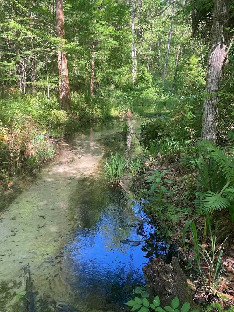 The Spring-Fed Creek at the Bottom