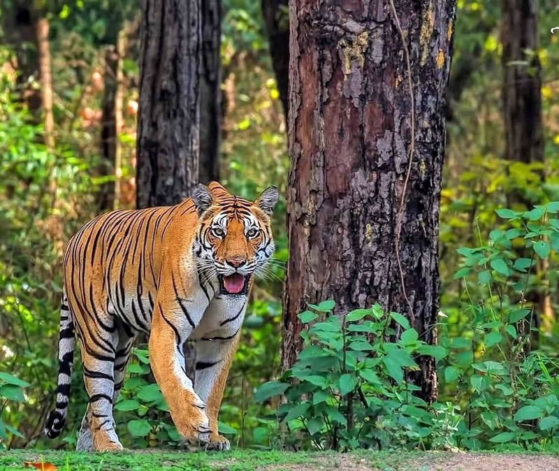 India - The World's Heavyweight Tiger Destination