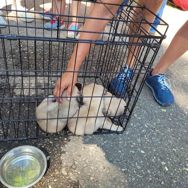 Animals And Aisles: Joy, Noise, And Responsibility