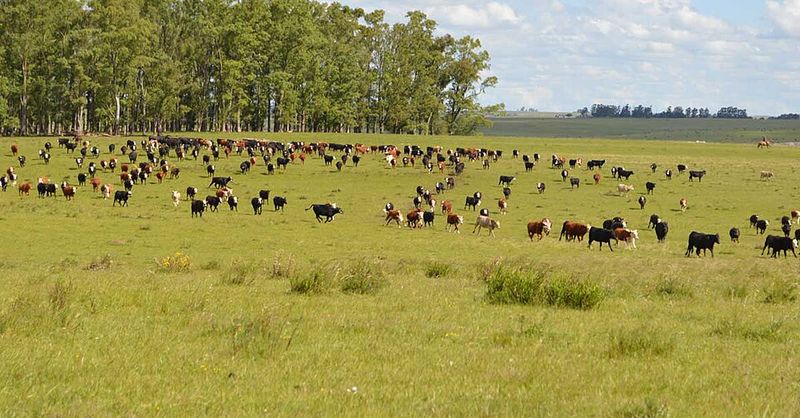 The herd size is also managed through formal national reporting