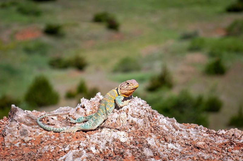 Wildlife Encounters in Unexpected Territory