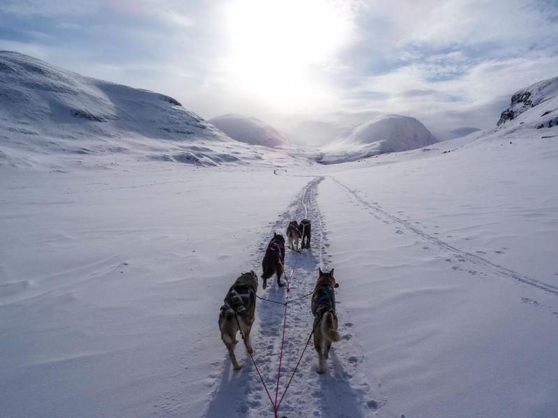 Go Dogsledding in Winter