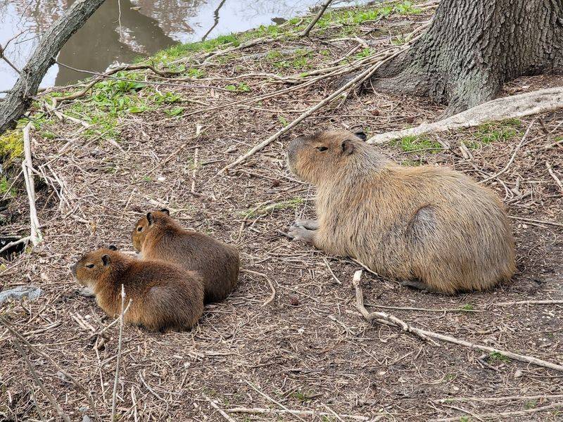 Animals That Are Rescued and Well Cared For