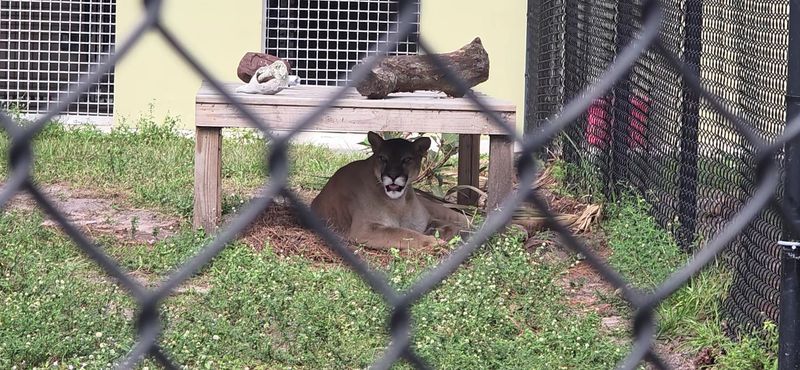 Wildlife Rescue Services Saving Lives