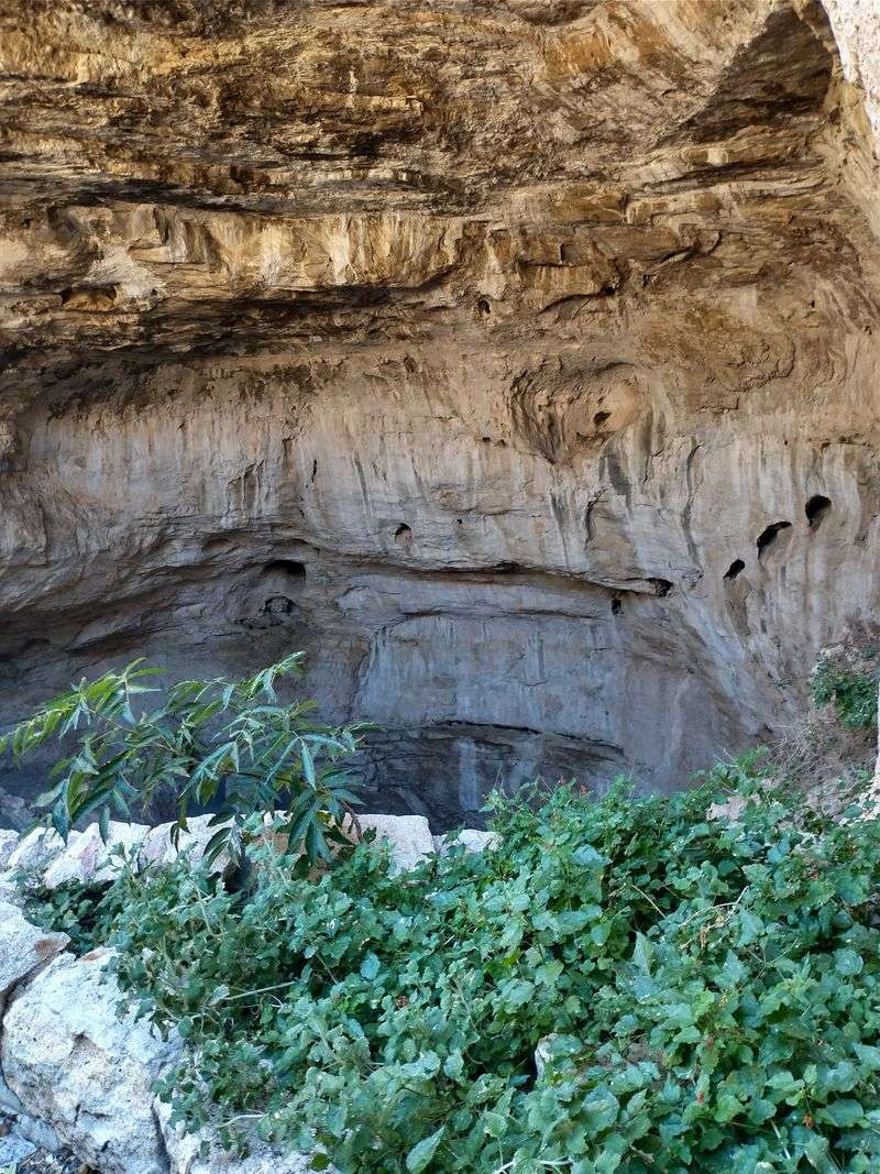 Catch the Evening Bat Flight