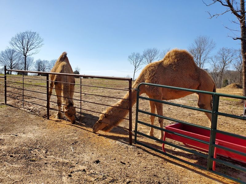 The Outdoor Shower That Guests Cannot Stop Talking About