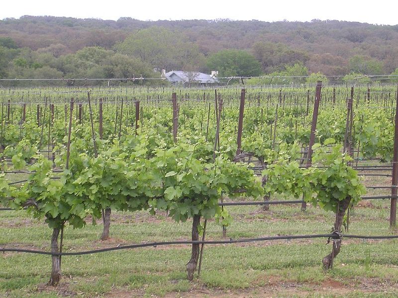 Texas Hill Country — Rolling Fields & Warm Hospitality