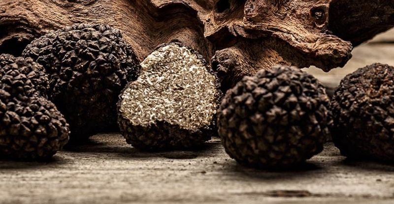 Try Truffle Hunting & Wine in Istria — Gastronomy & Countryside