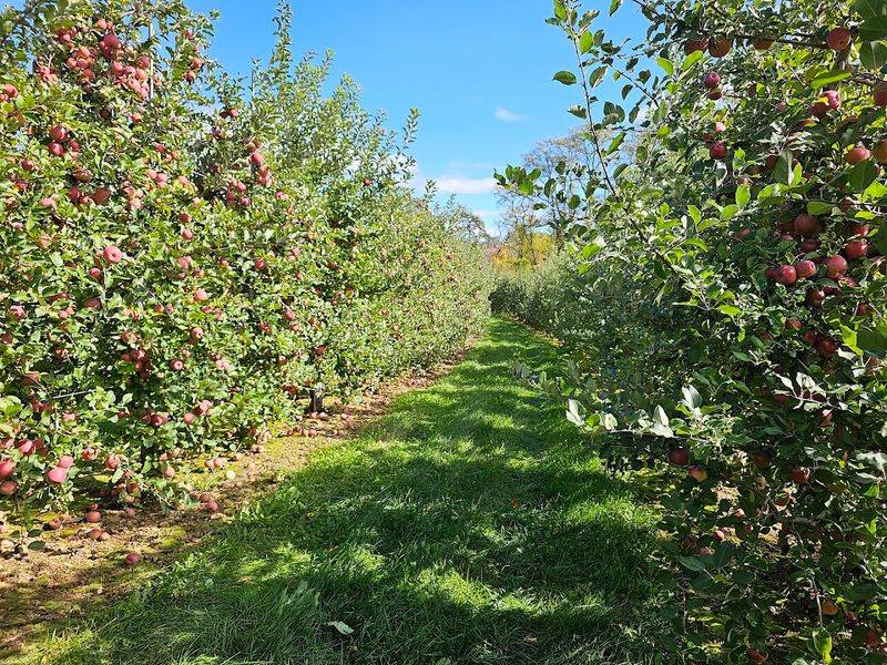 Do a Farm-Stand Detour at Alstede Farms