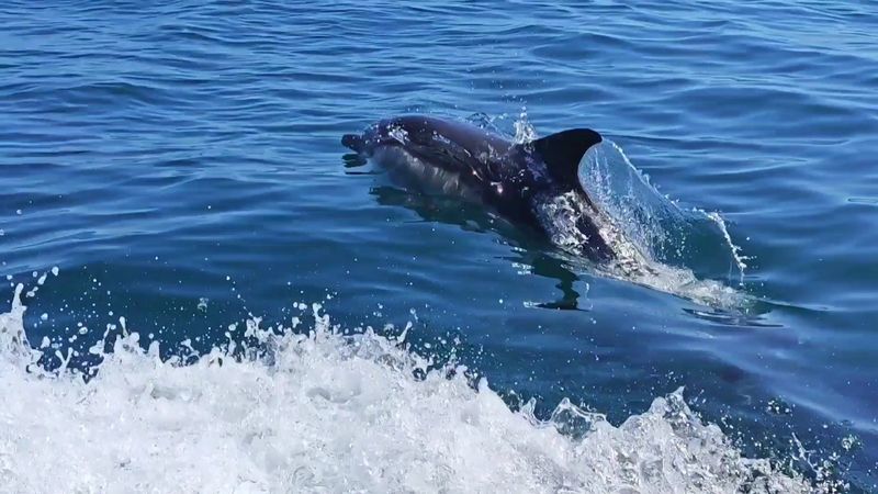 Spot Dolphins on a Marine Tour