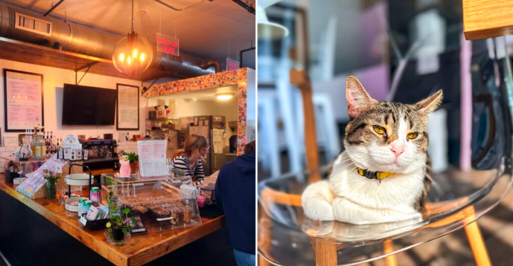 Warning: You Might Leave This Michigan Café With More Than Just Coffee