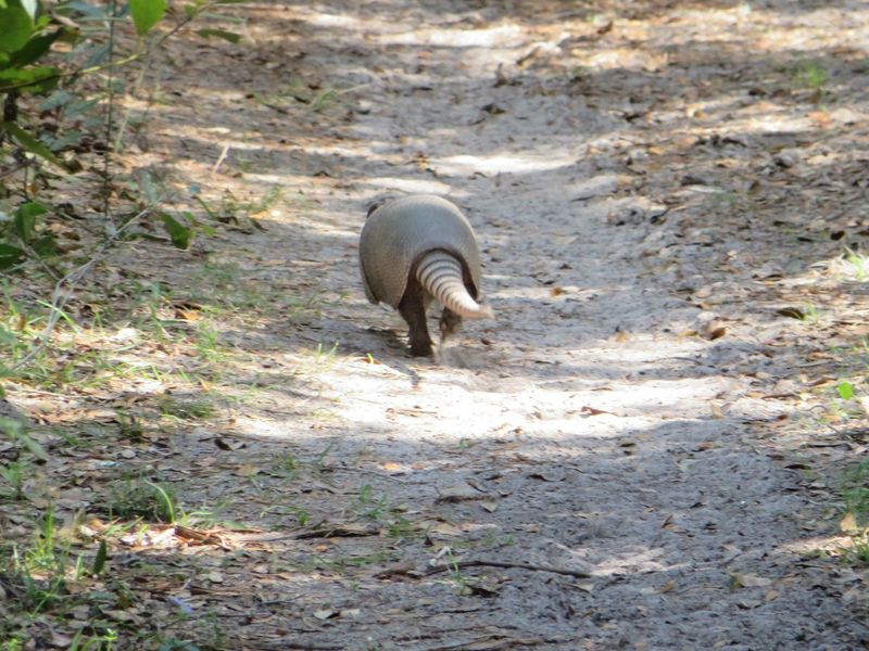 Wildlife Etiquette And Safety