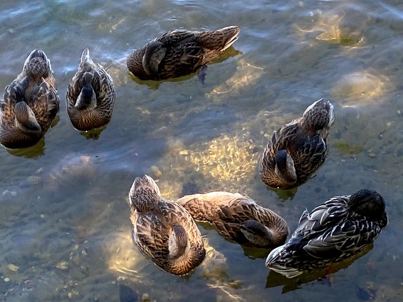 Wildlife Moments On The Move