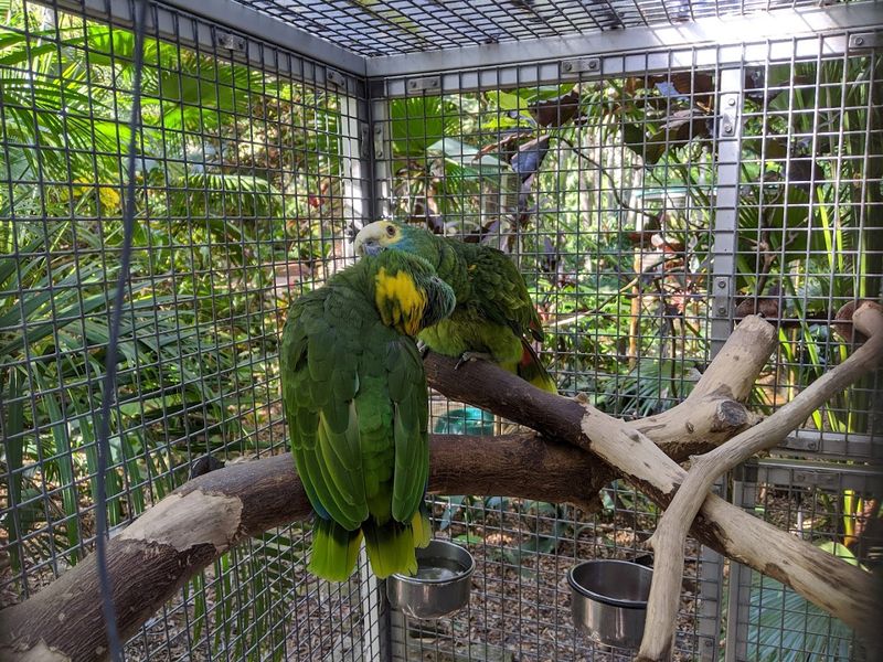 A Butterfly Aviary Full of Color and Life