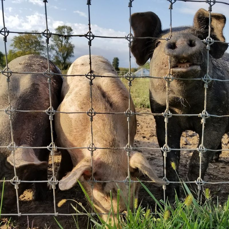 Right Off the Farm: What Makes the Produce Stand Out
