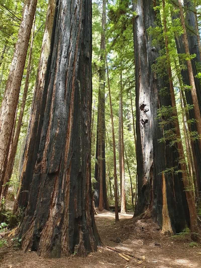 Big Basin Redwoods State Park — California