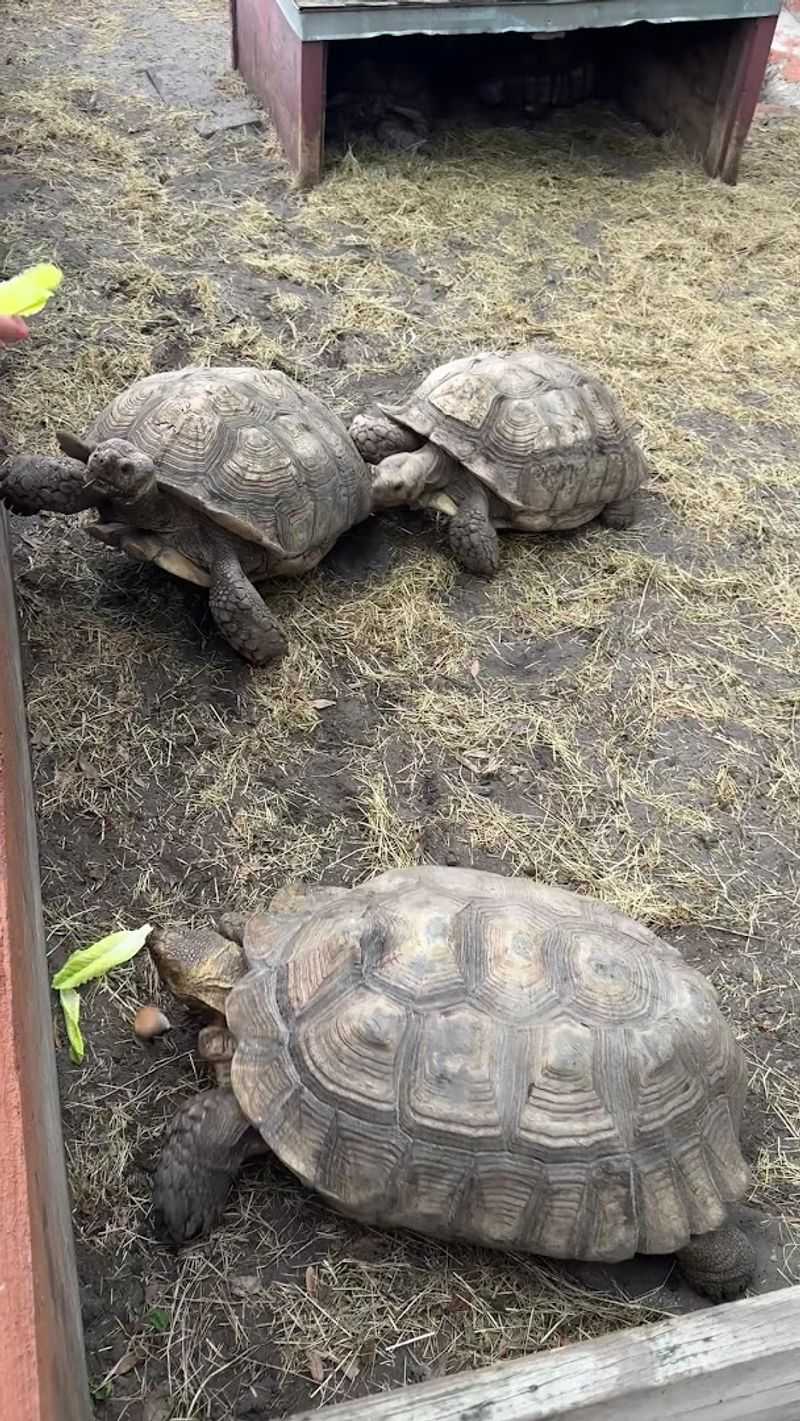 Cleanliness And Care