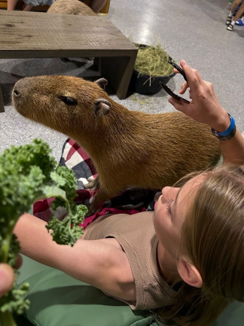 Meeting the Capybaras Up Close in the Lounge