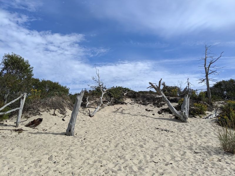 Hunting for Cape May Diamonds