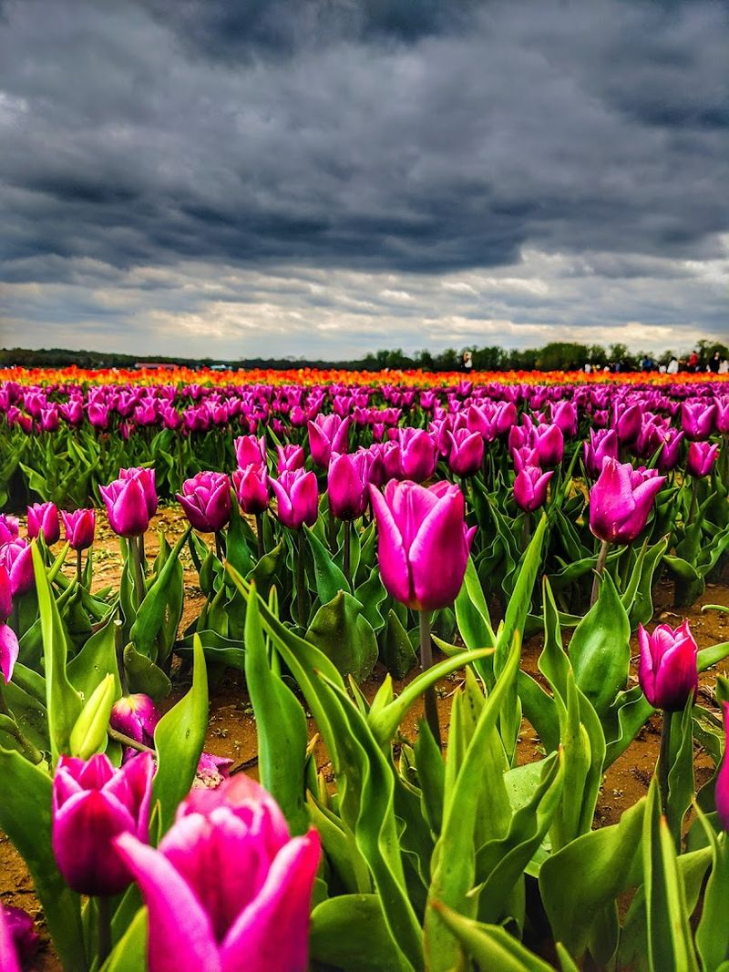 The Scale of the Tulip Fields Will Catch You Off Guard