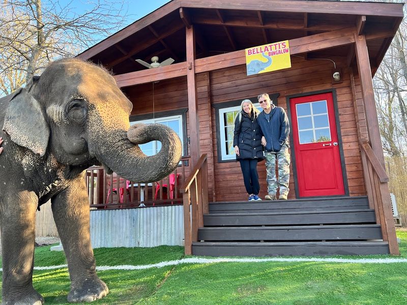 The Cabins and Treehouses: Cozy Quarters With a Wild View
