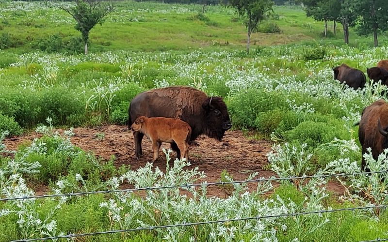 The Bison Herd: Oklahoma's Most Unexpected Neighbors