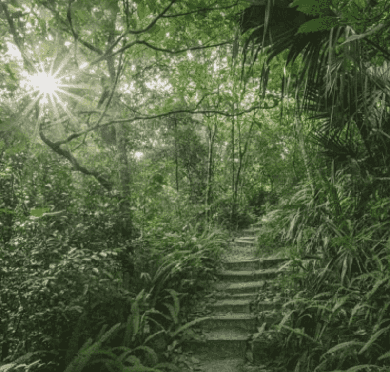 The Ravine Itself: Florida's Natural Surprise