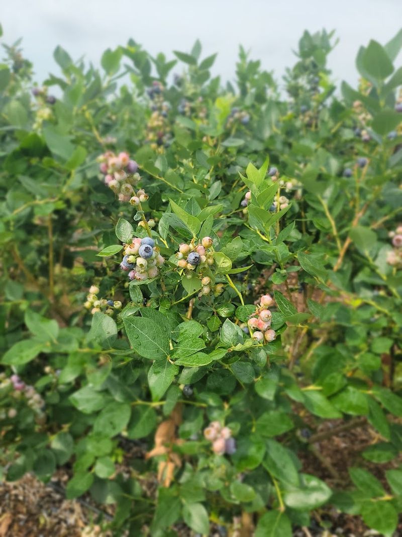 How the Farm Got Its Start