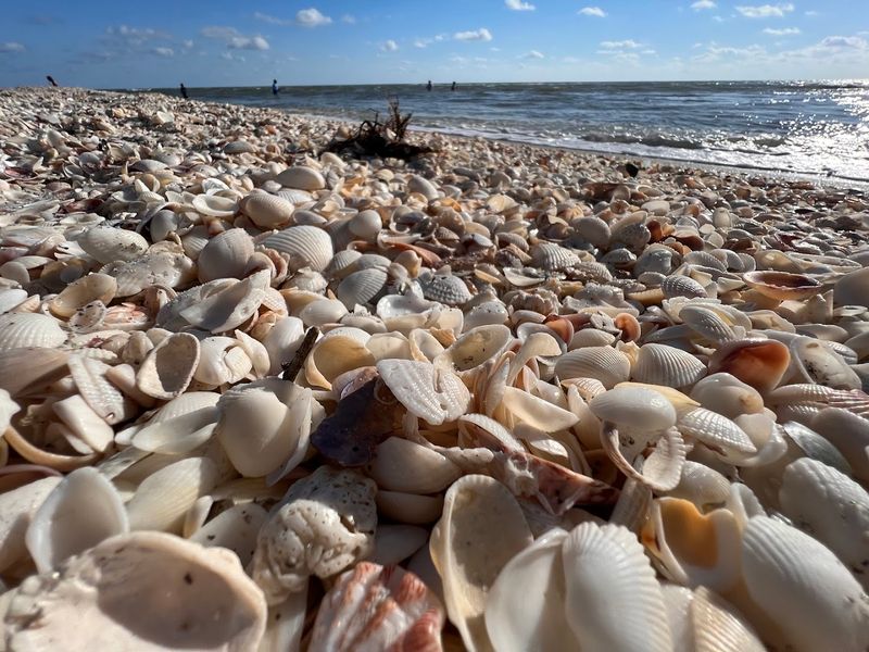 The Shelling Scene That Makes Collectors Obsess