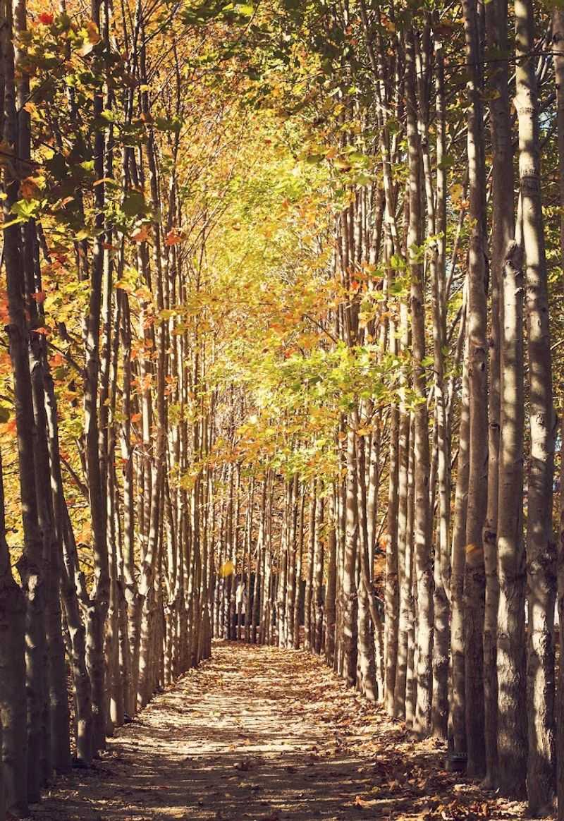The Tree Tunnel That Started It All
