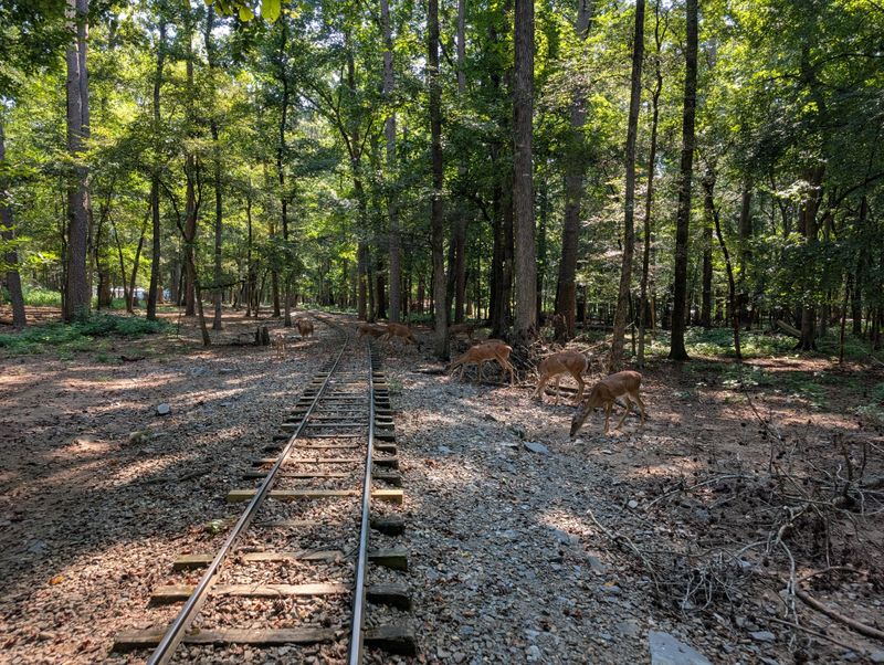 All Aboard the Forest Express