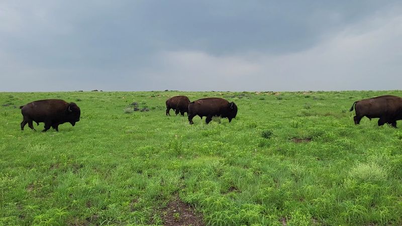 Bison, Longhorns, and the Thrill of a Real Wildlife Encounter
