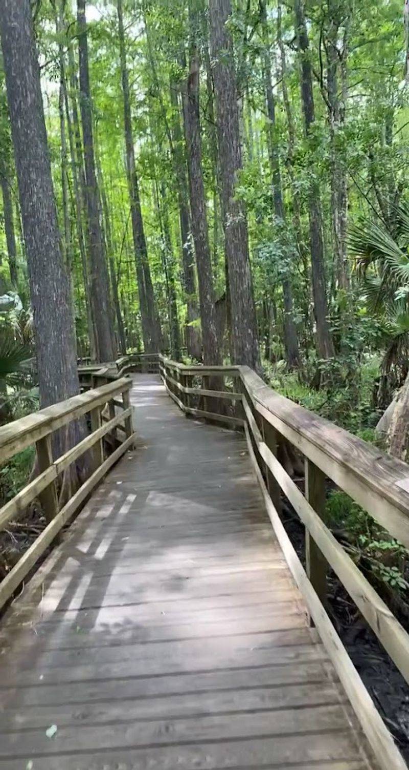 The Ancient Cypress Swamp Boardwalk