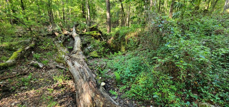 Root Tango: Footwork Through The Middle Miles