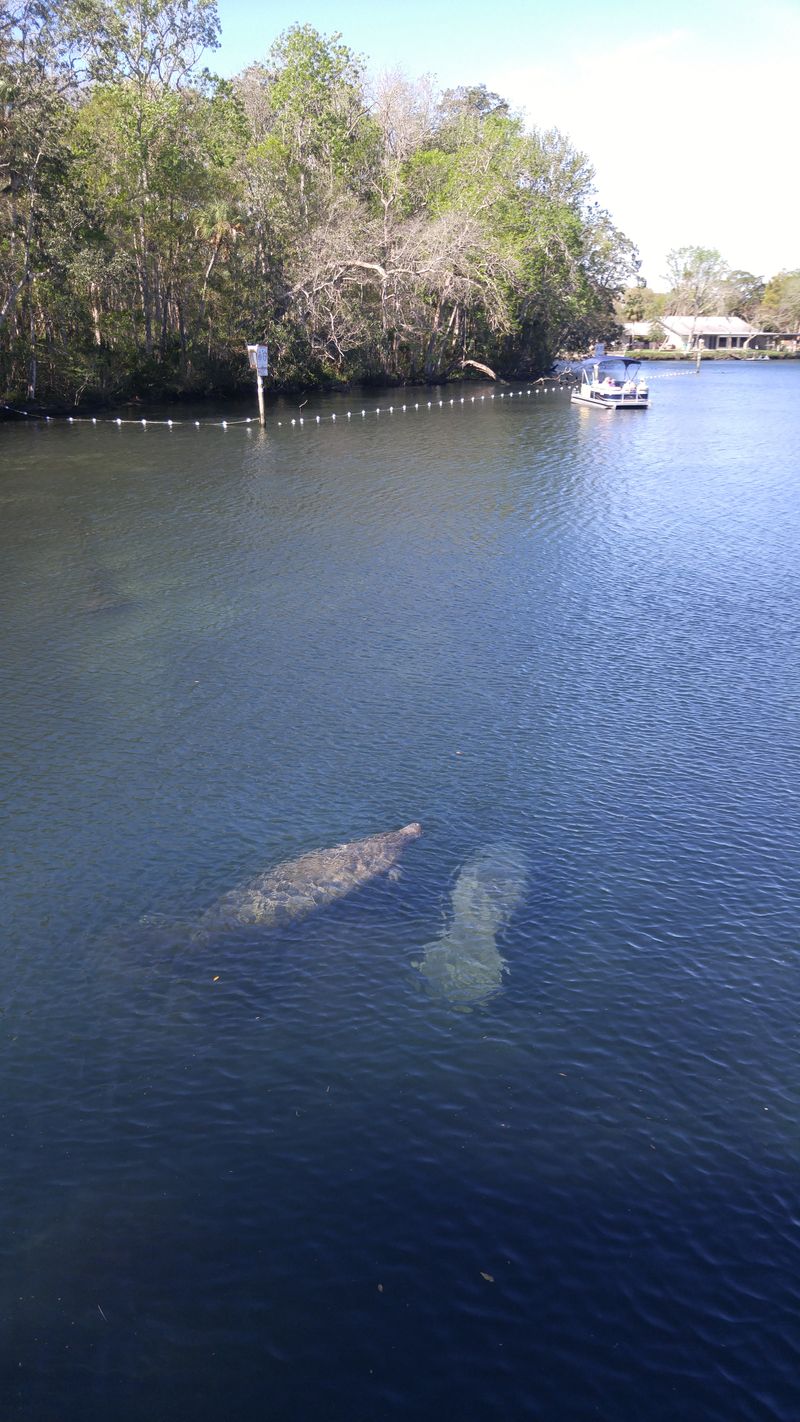 Manatee Program Talk