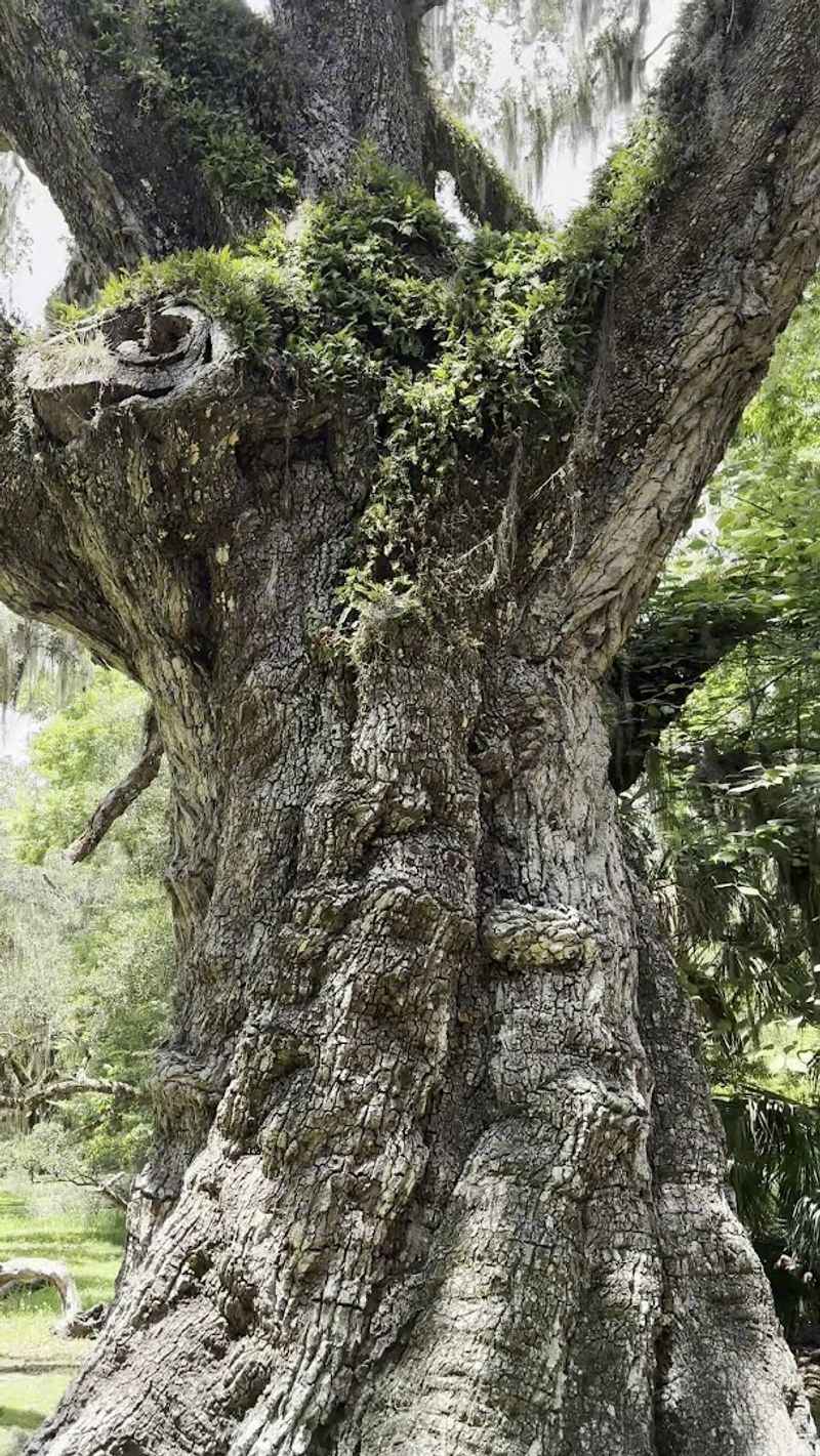 The Ancient Oak Forest Atmosphere